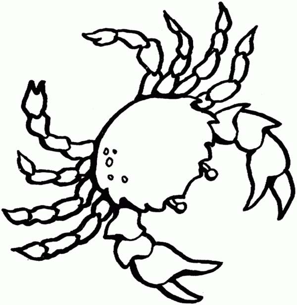 Realistic Ocean Animals Coloring Pages Clipart Free Clipart