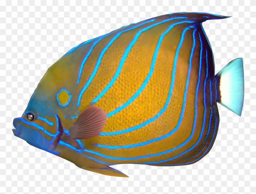 Marine Fish Clipart Transparent Fish