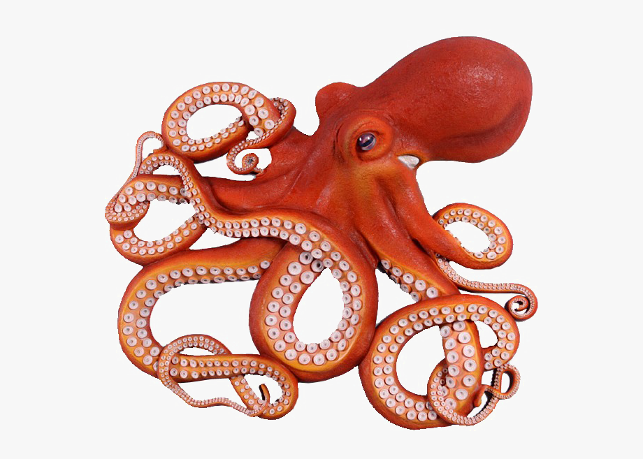 Octopus png photo.