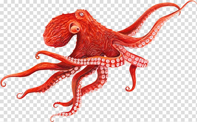 Red octopus illustration, Giant Pacific octopus Cephalopod