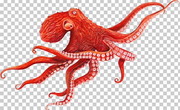 Giant Pacific Octopus Cephalopod Squid PNG, Clipart, Animal