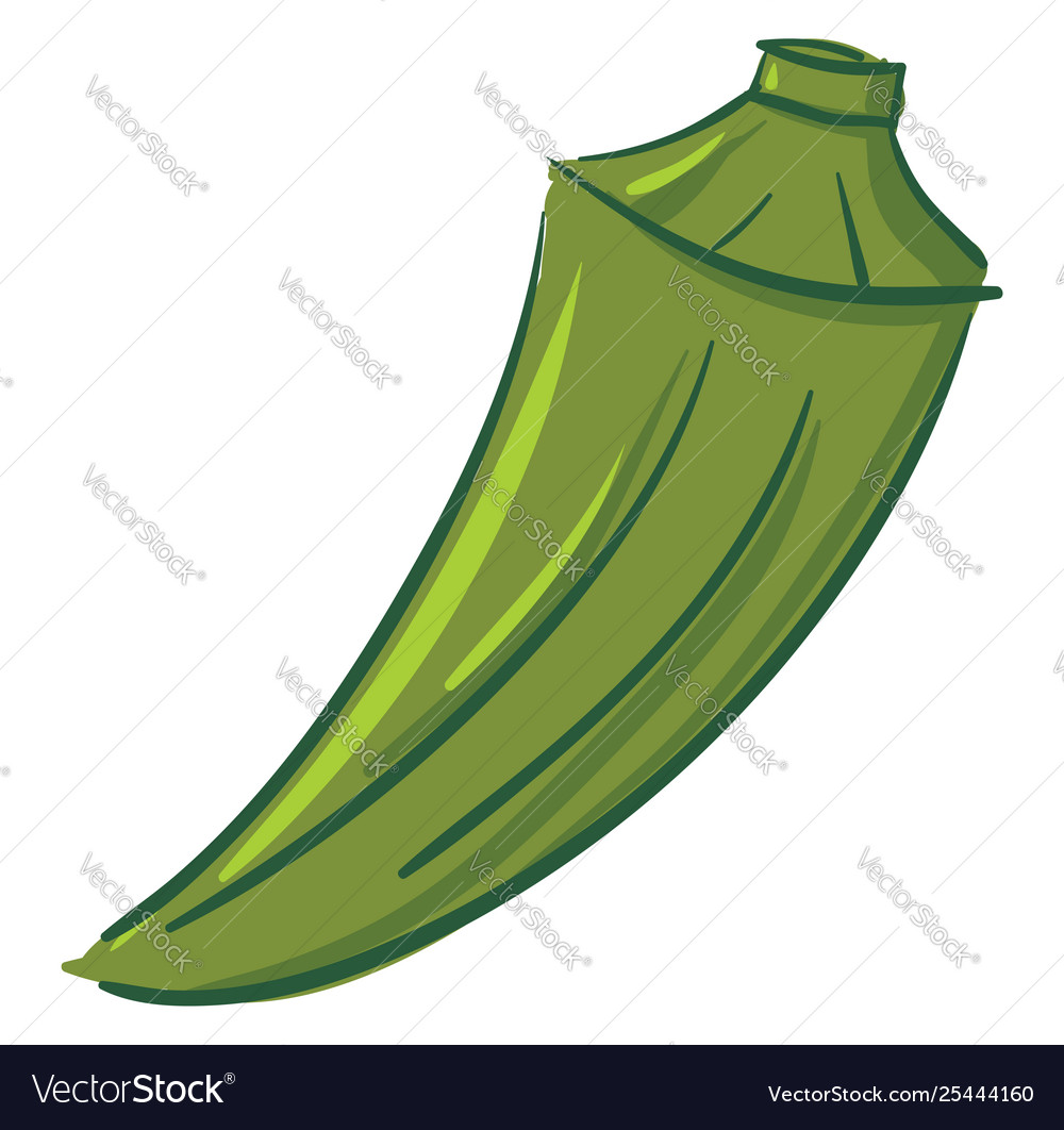 Green okra or color vector image