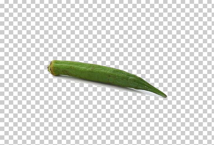 Okra vegetable cucumber.