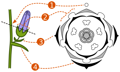 Floral diagram wikipedia.