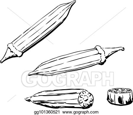 Drawing outlined okra.