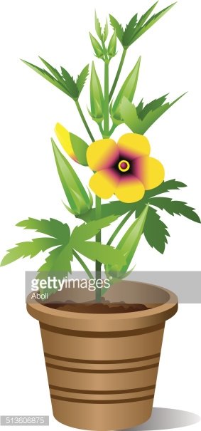 Potted Okra Plant stock vectors