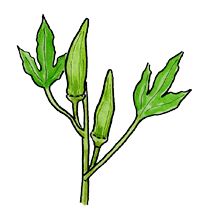 okra clipart plant