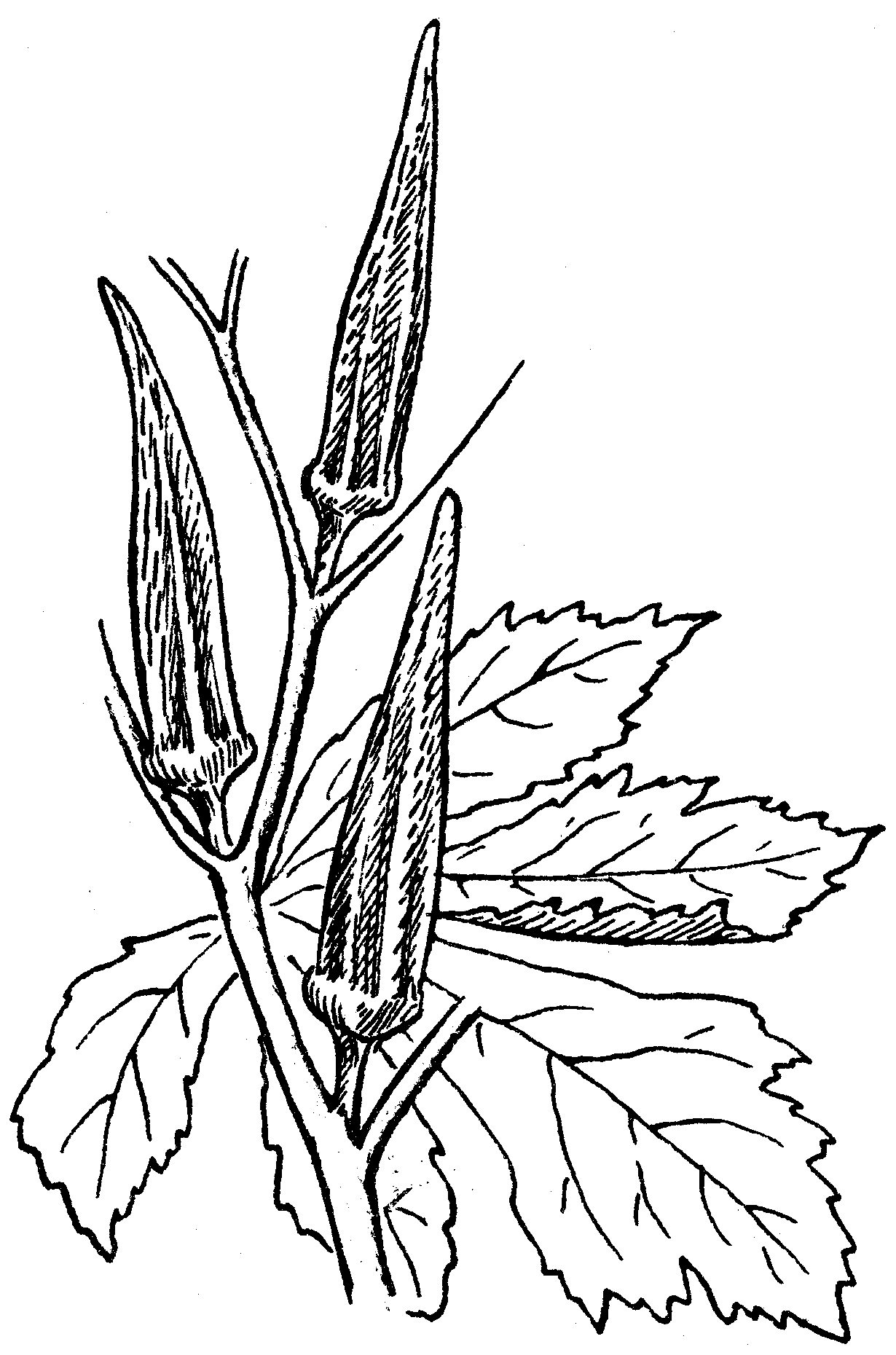 Okra Clipart okra plant
