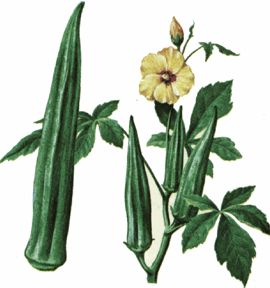 okra clipart plant