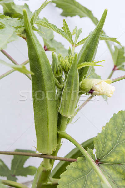 Okra Plant with Seed Pods Vertical stock photo