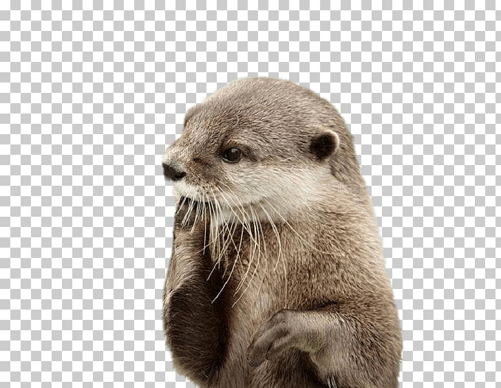 Otter Fingers In Mouth, brown otter PNG clipart