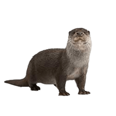 Otter png clip.