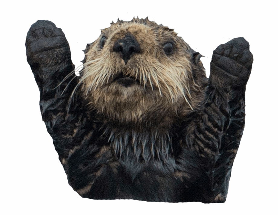 Sea otter png.