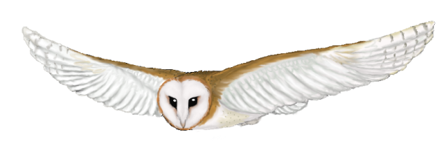 Best flying owl.
