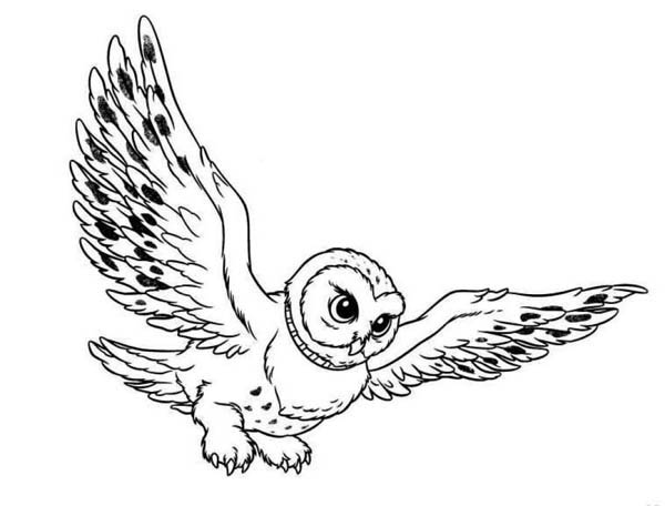 Best Flying Owl Clipart