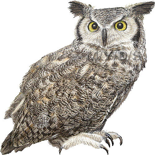 owl clipart free realistic