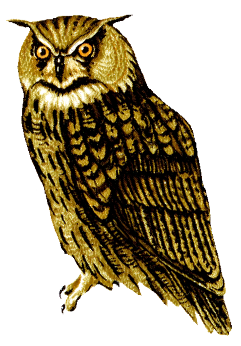 Free horned owl.