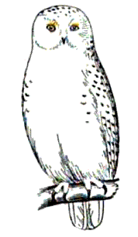Free White Owl Cliparts, Download Free Clip Art, Free Clip