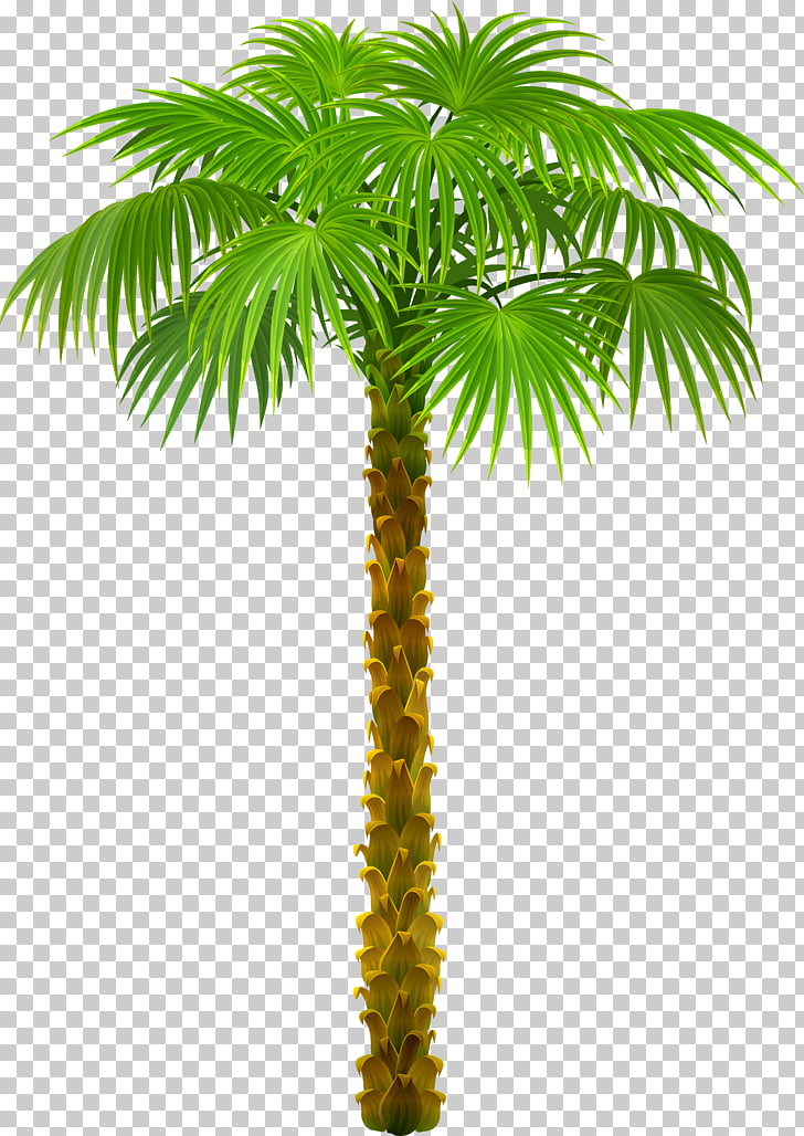 Palm trees , Palm Tree , green palm plant illustration PNG