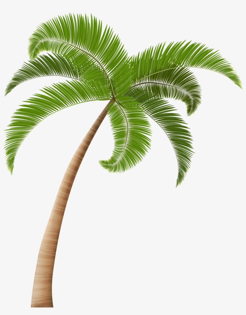 Palm Tree Png, Palm Trees, Hawaiian, Clip Art, Palm