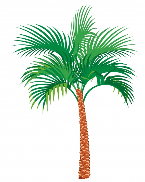 Palm Tree Illustration Clipart Free Stock Photo
