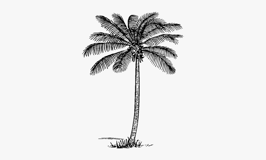 Coconut tree clipart.