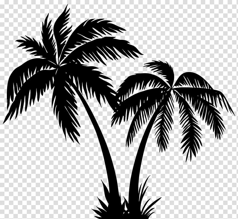 Silhouette arecaceae palms.