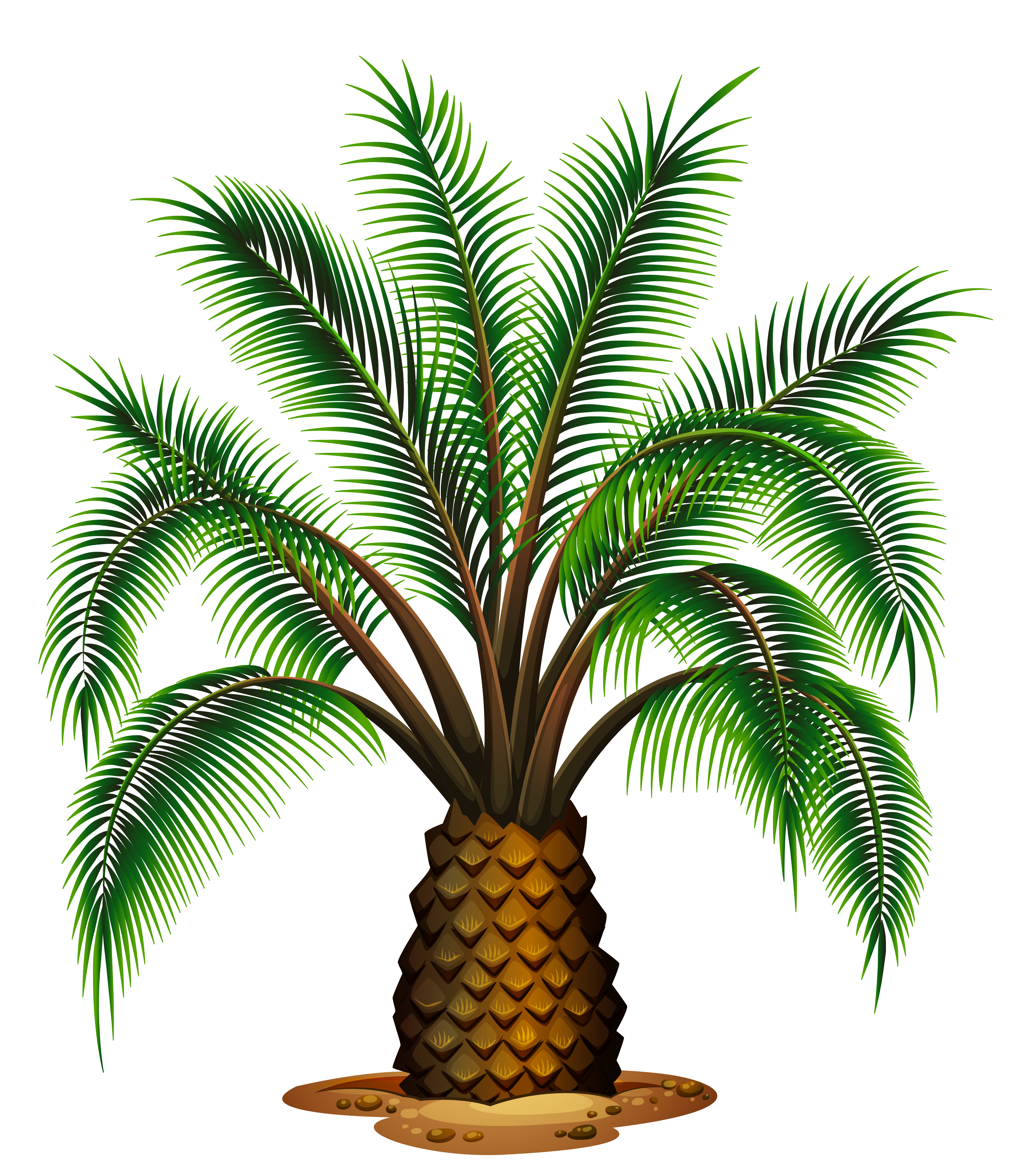 Small palm tree.