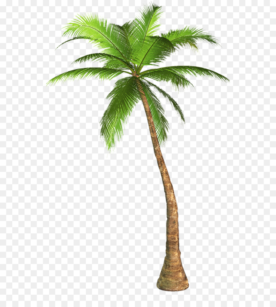 Palm tree background.