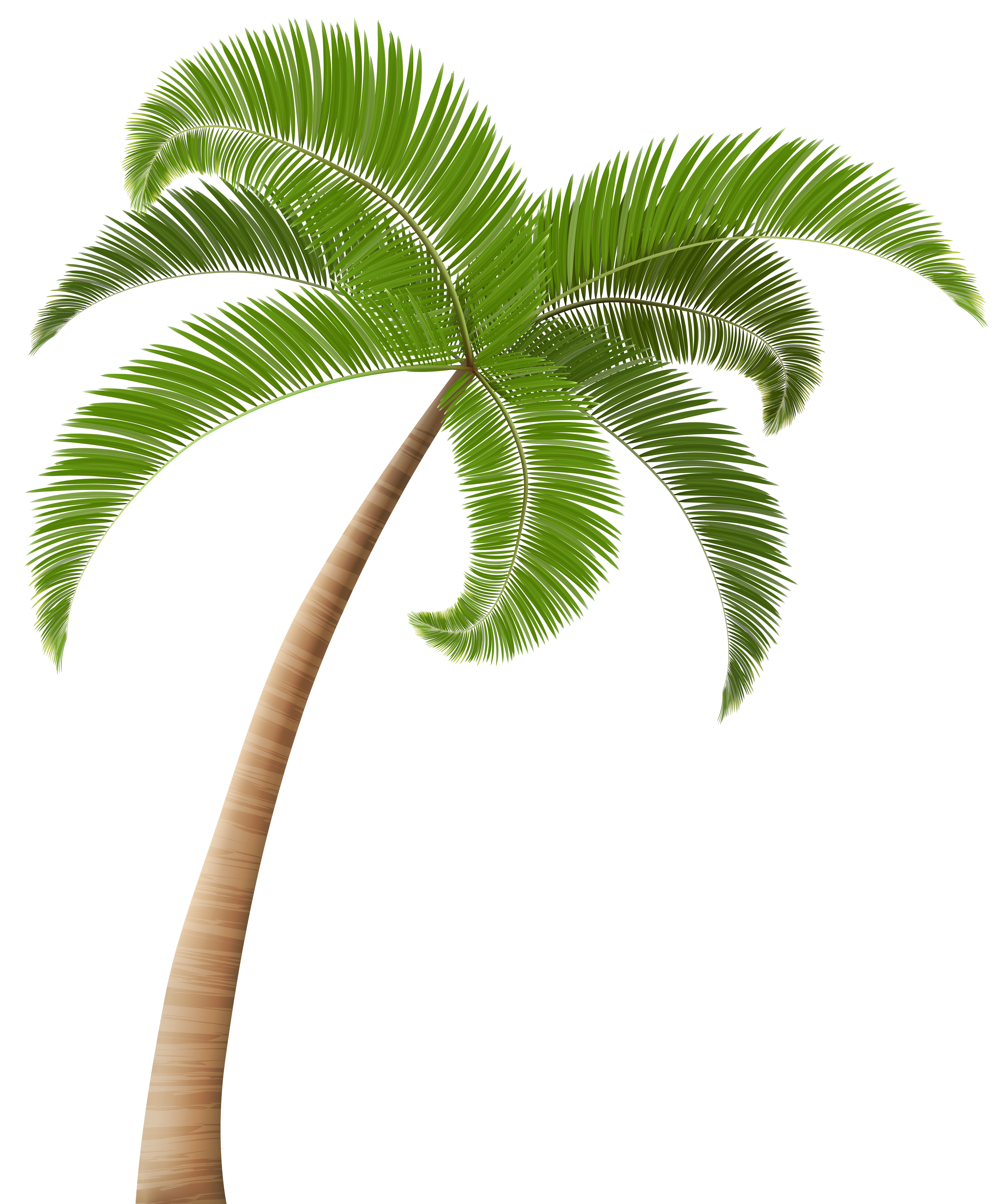 Palm trees Clip art