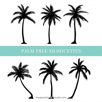 Palm Tree Vectors, Photos and PSD files