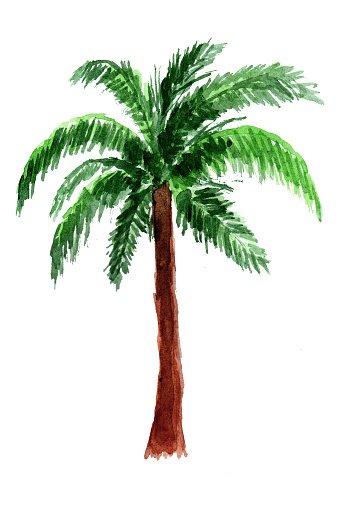 Palm tree in watercolor