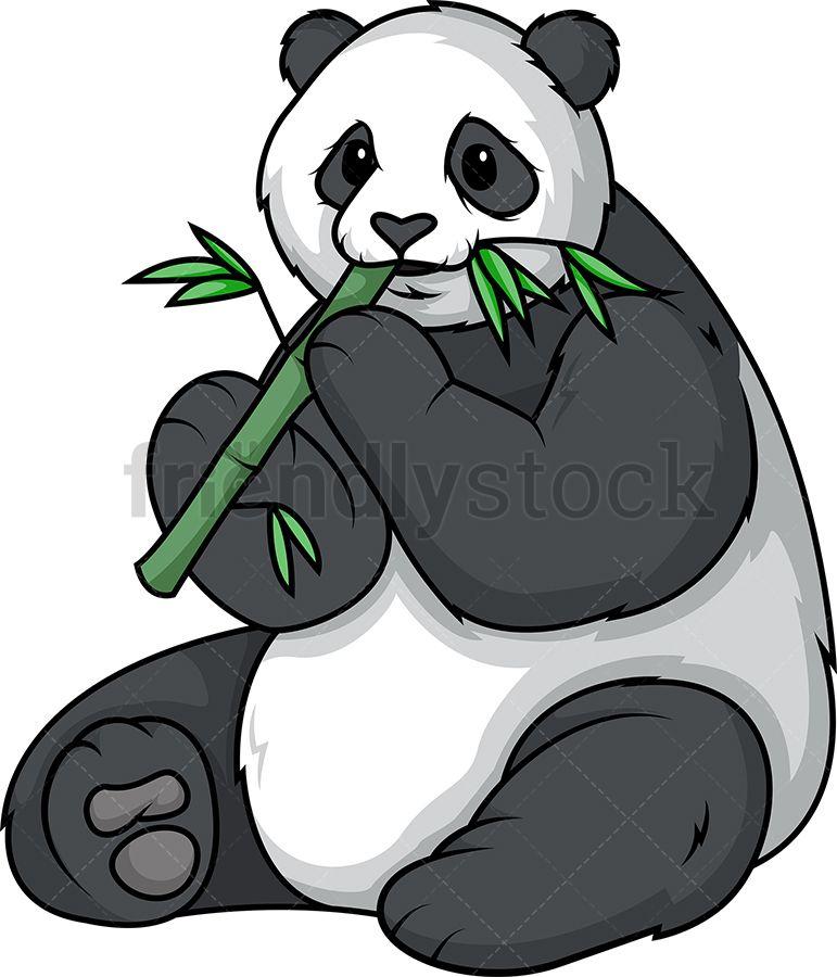 Panda bear eating.