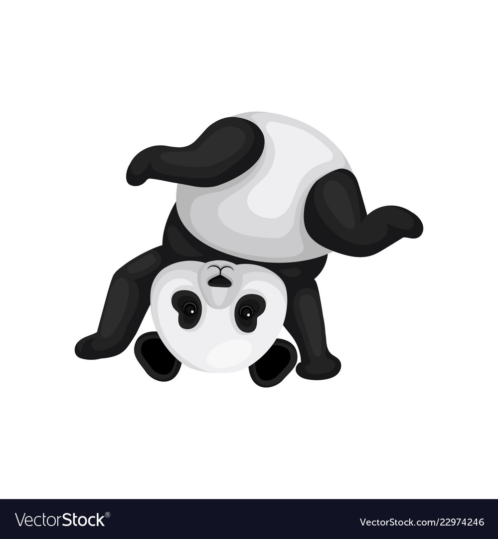 Funny panda standing upside down cute black and
