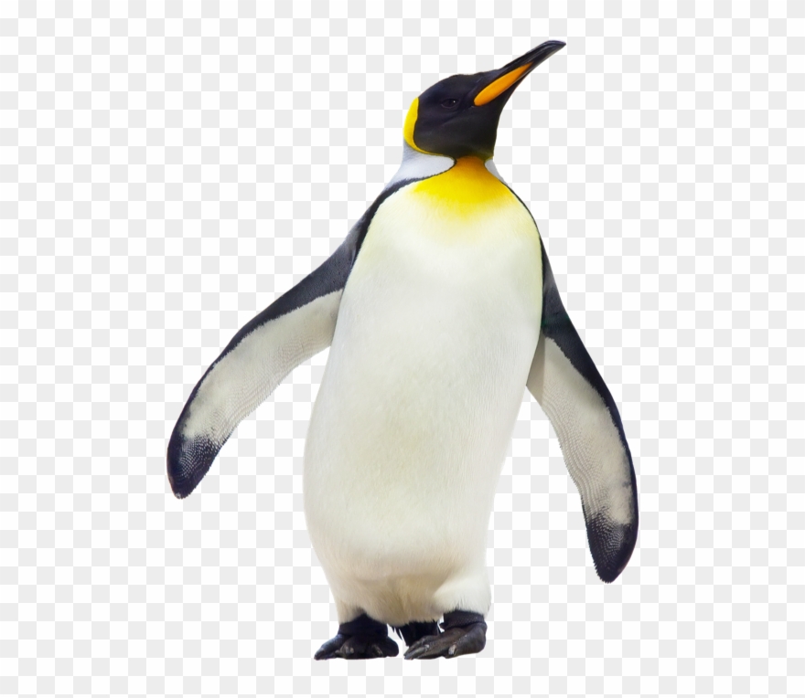 Penguin clipart emperor.