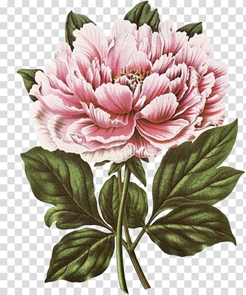 Pink peony flower art