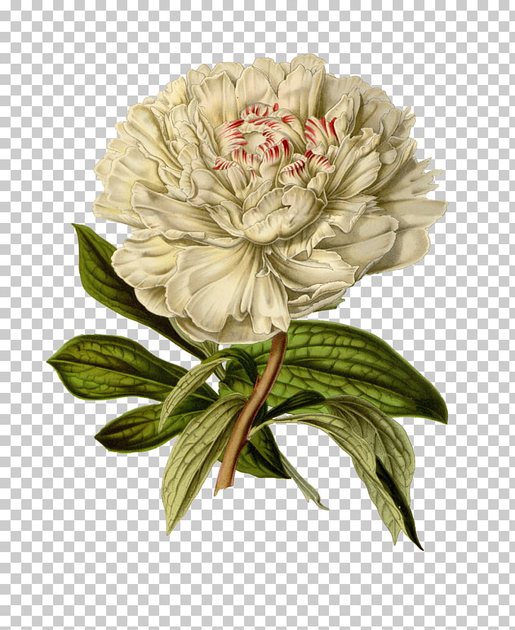 Botanical illustration Printmaking Flower, vintage floral