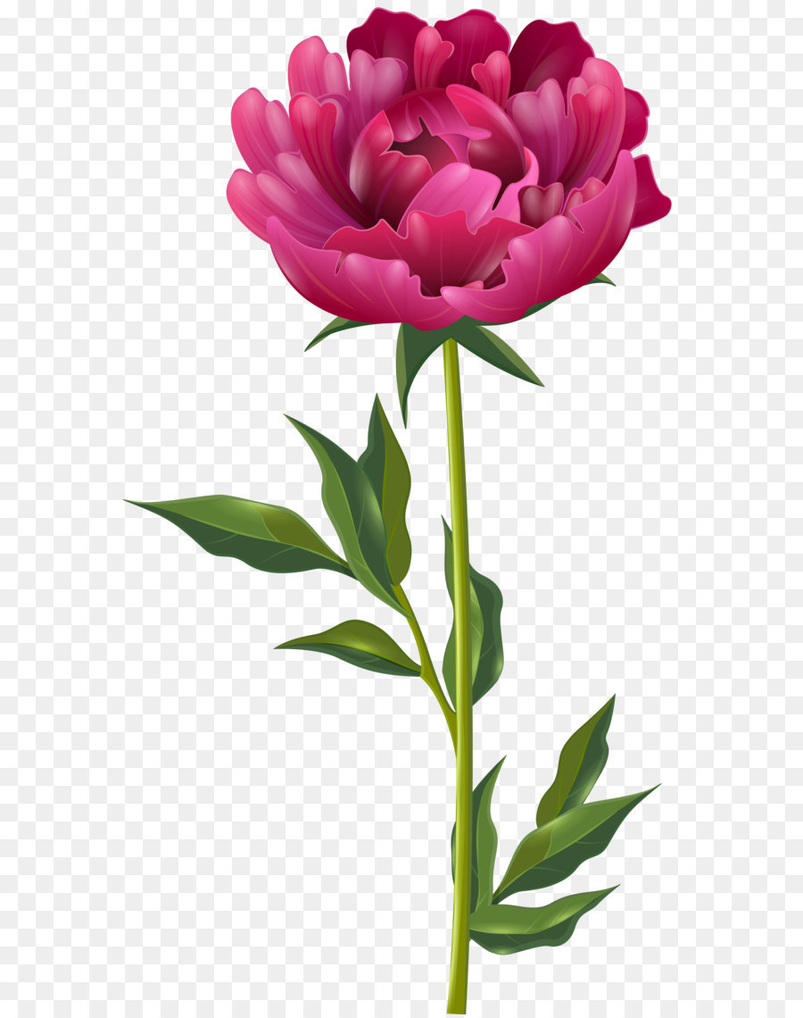 Peony clipart, Peony Transparent FREE for download on