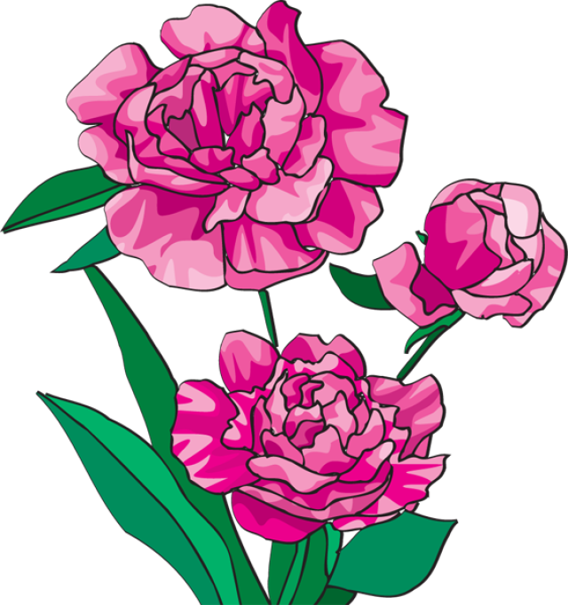 Free Peonies Flower Cliparts, Download Free Clip Art, Free