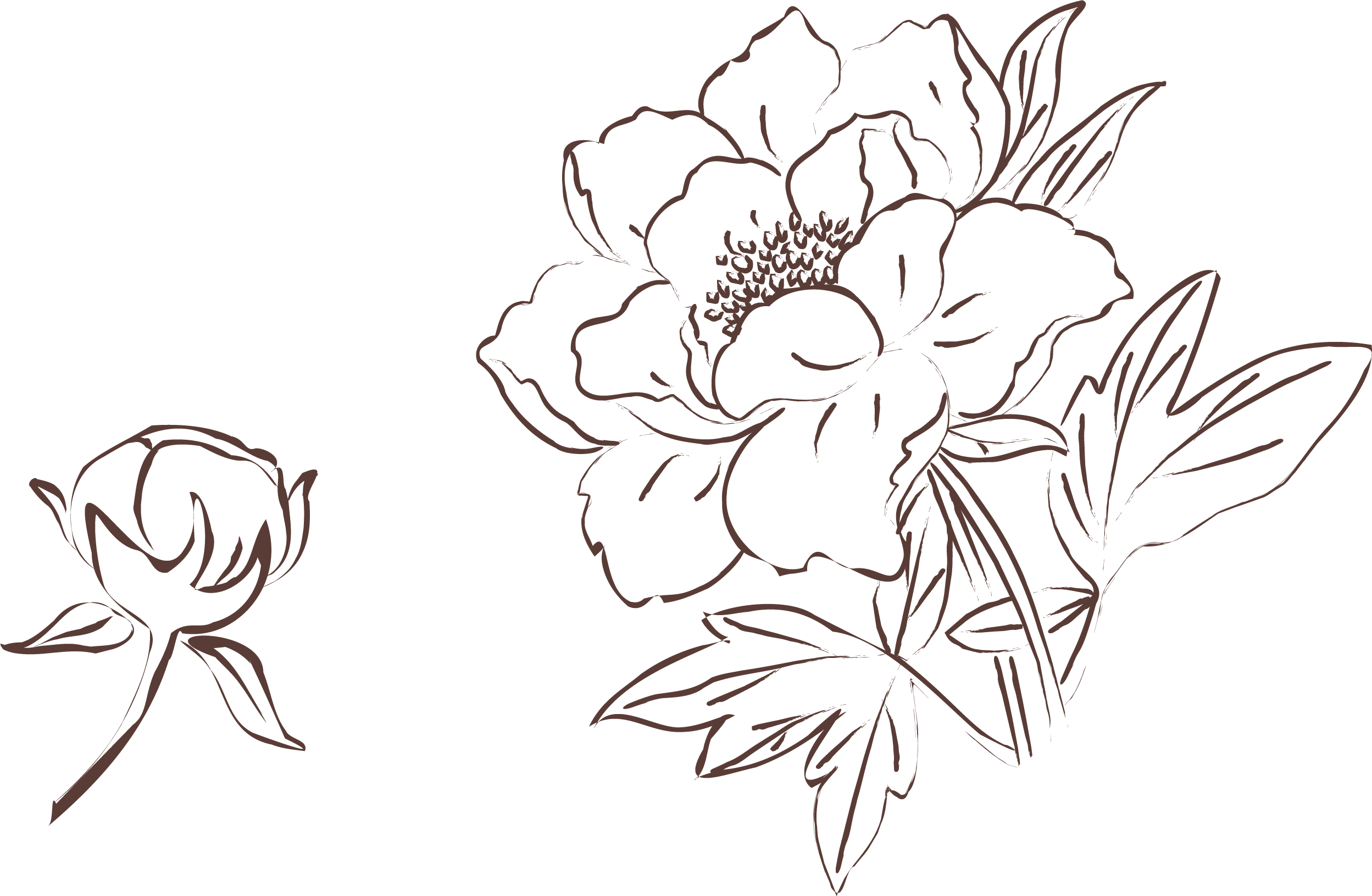 Drawing peonies clipart.