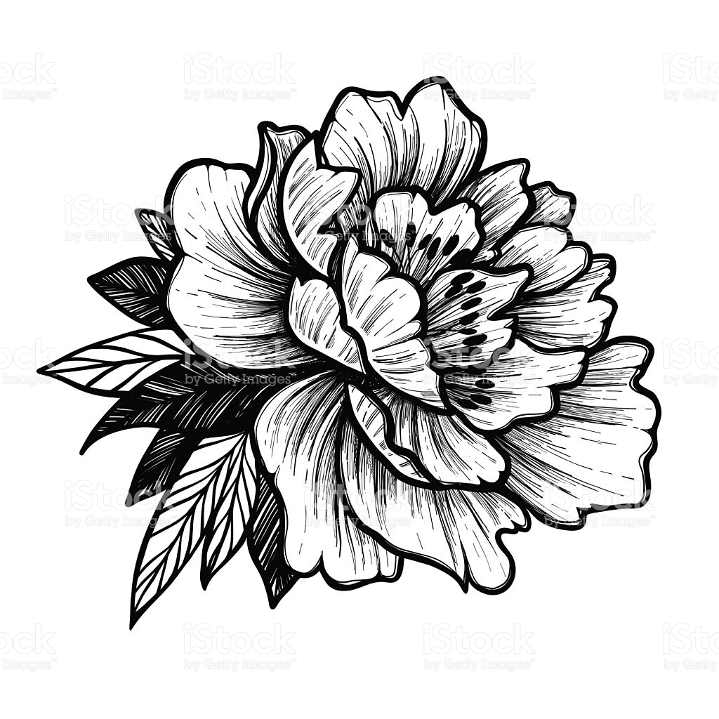 Collection peony clipart.