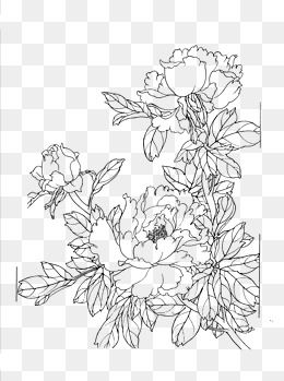 Peony Flower Line Drawing