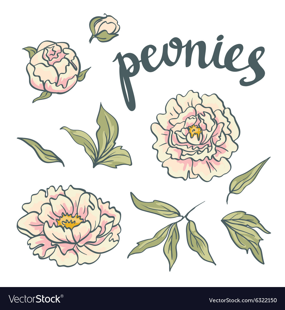 A Floral Collection of hand drawn Pink Peonies