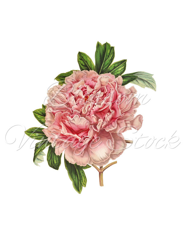 Peony clipart, Peony Transparent FREE for download on