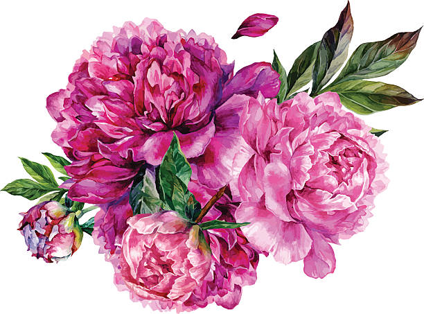 Pink peony clipart