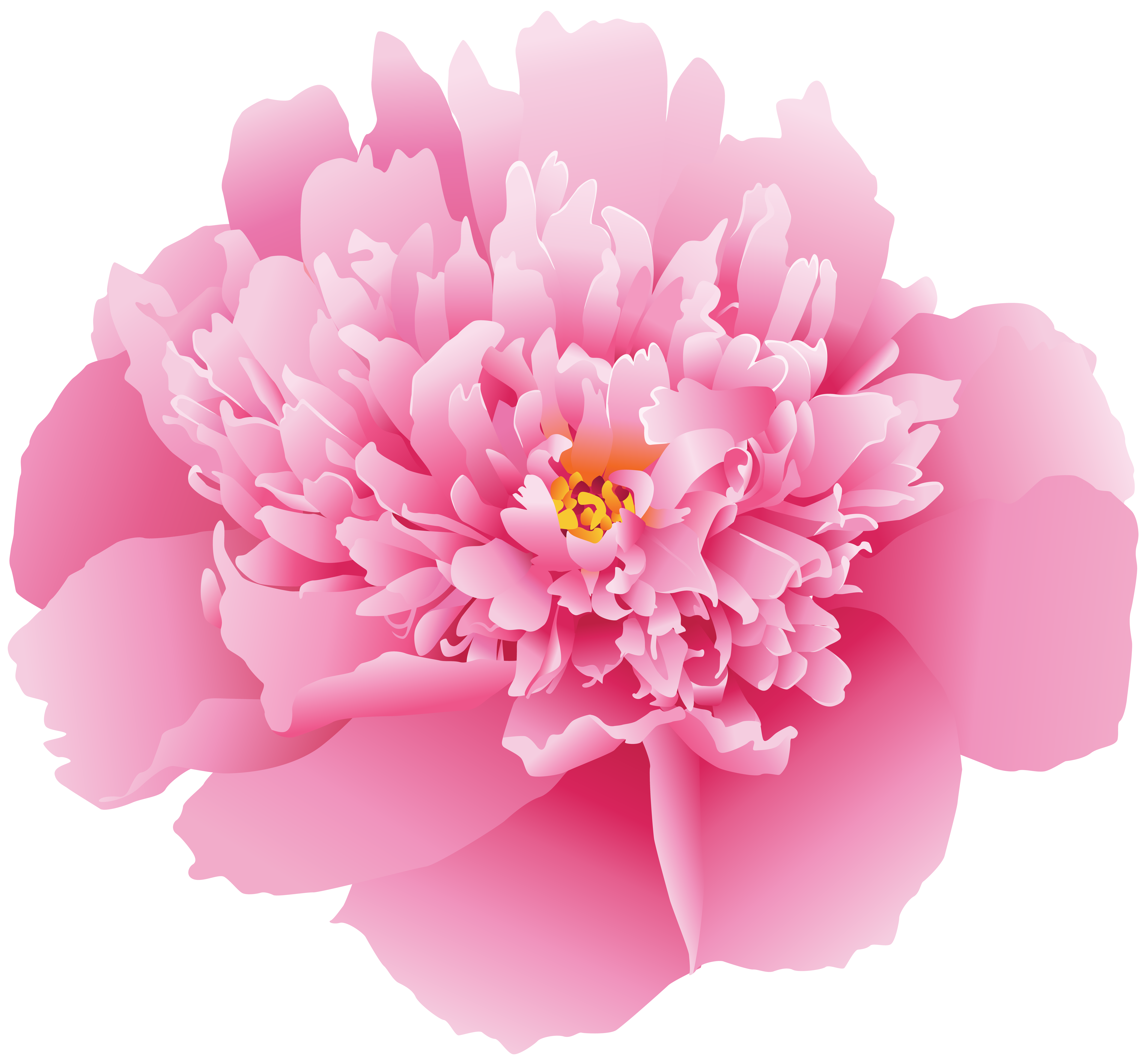 Pink Peony Flower PNG Clip Art Image