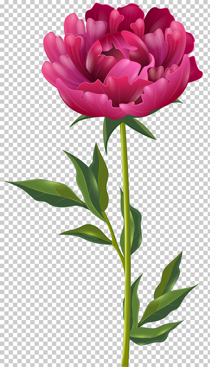 Peony , Pink Peony , pink peony flower illustration PNG