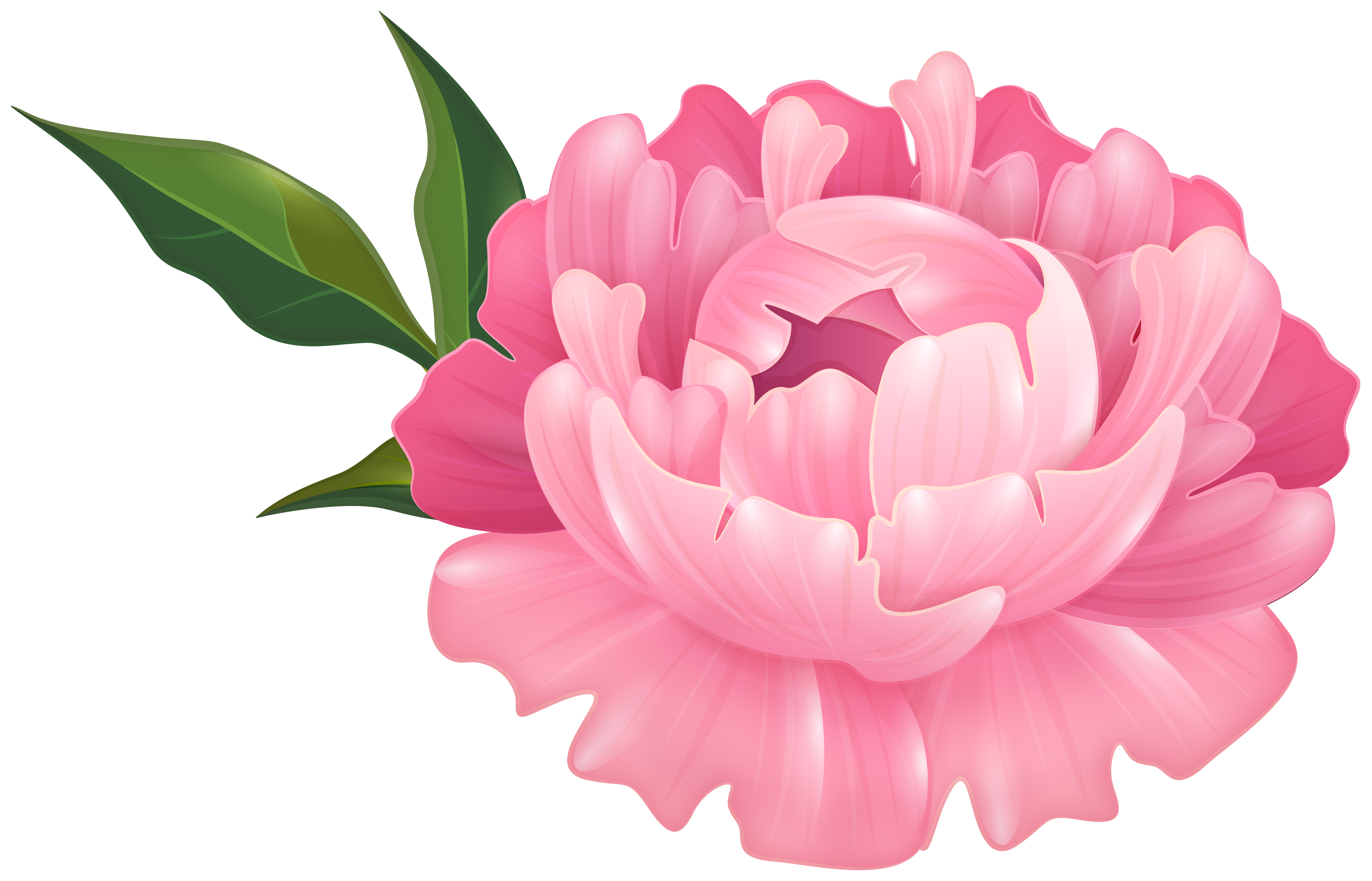 Pink Peony Flower Transparent Image