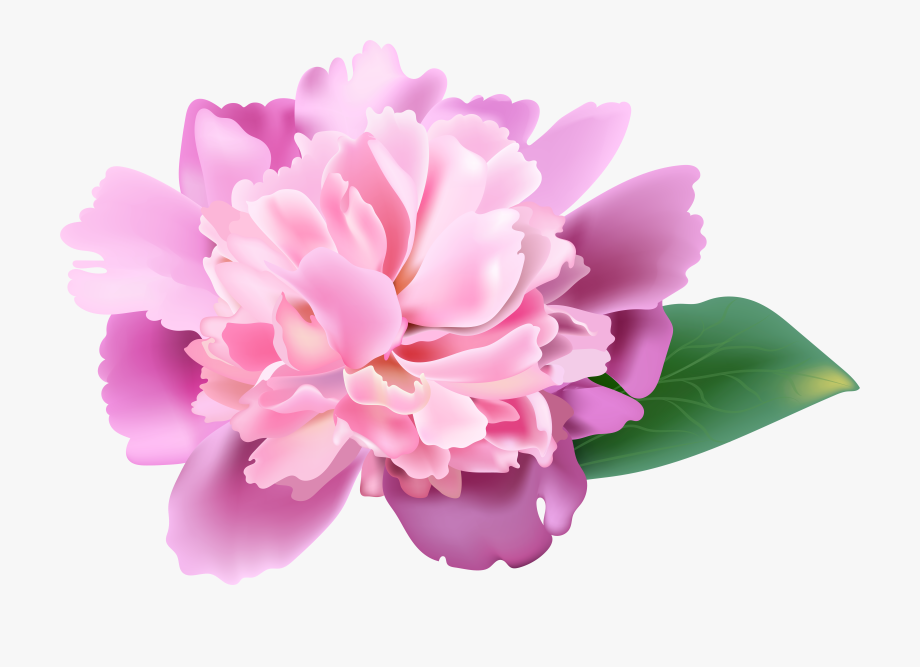 Peonies clipart realistic.