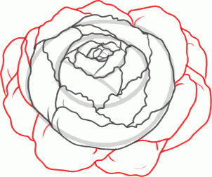peony clipart simple